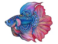 473618FightingFish.jpg