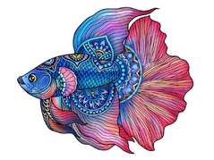 473618FightingFish.jpg