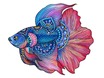 473618FightingFish.jpg