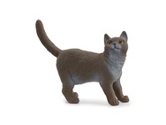 13973_british-shorthair-cat_main_rgb_46878.jpg