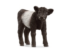 13969_galloway-calf_main_rgb_46874.jpg