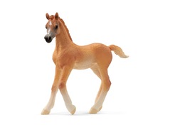 13984_arab-foal_main_rgb_46980.jpg