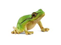 45679 14882 Europese Boomkikker, Wild Life 14882.jpg