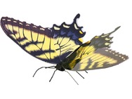 570125TigerSwallowtail.jpg
