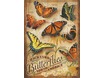 85006-backyard-butterflies-lrg.jpg