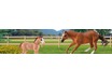 Collecta-Horse-Country_Horses-1_20.jpg